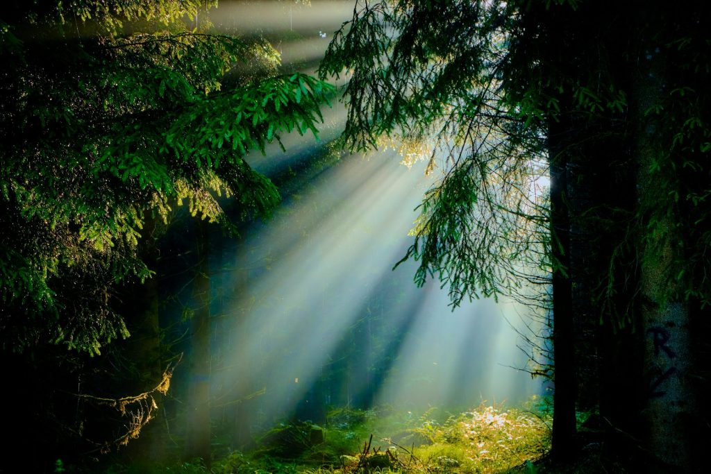 Die Sonne scheint durch die Bäume im Wald