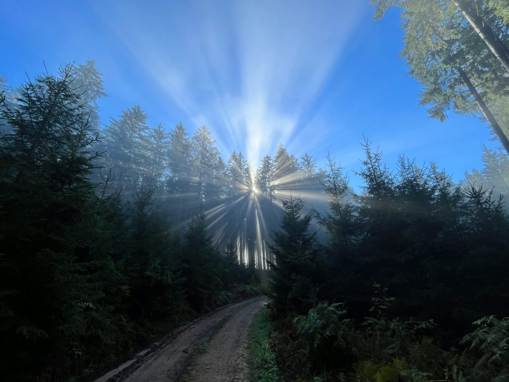 eine Straße mit Bäumen am Straßenrand